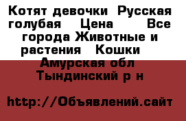 Котят девочки “Русская голубая“ › Цена ­ 0 - Все города Животные и растения » Кошки   . Амурская обл.,Тындинский р-н